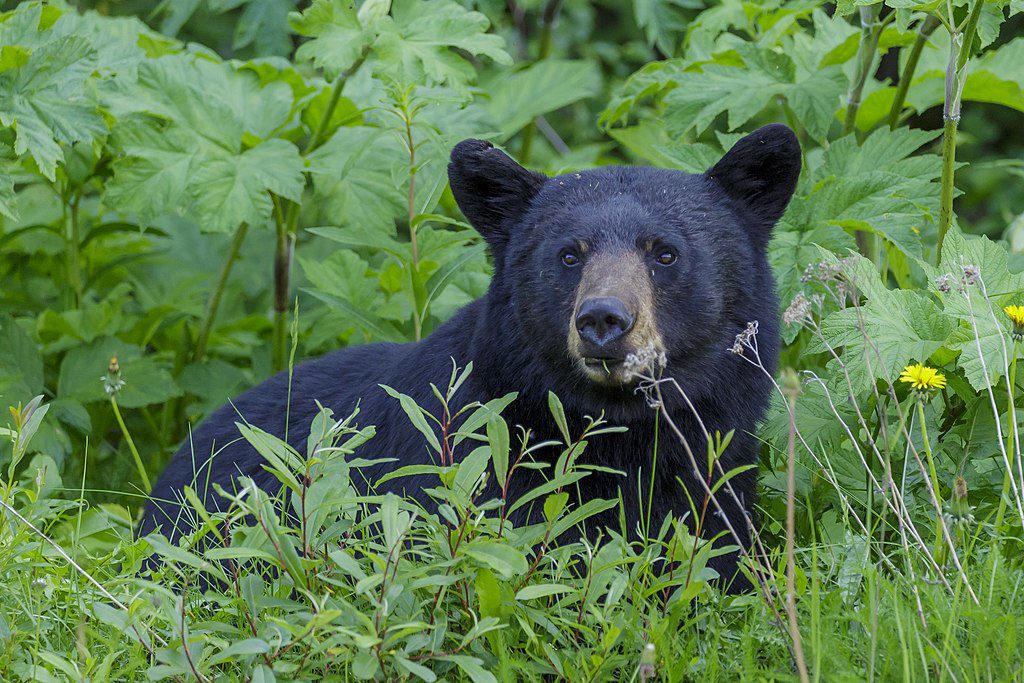 Black Bear Image by Thomas Fuhrmann, CC BY-SA 4.0 <https://creativecommons.org/licenses/by-sa/4.0>, via Wikimedia Commons