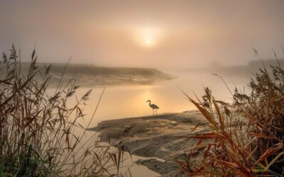 The Prosperity of Aliveness