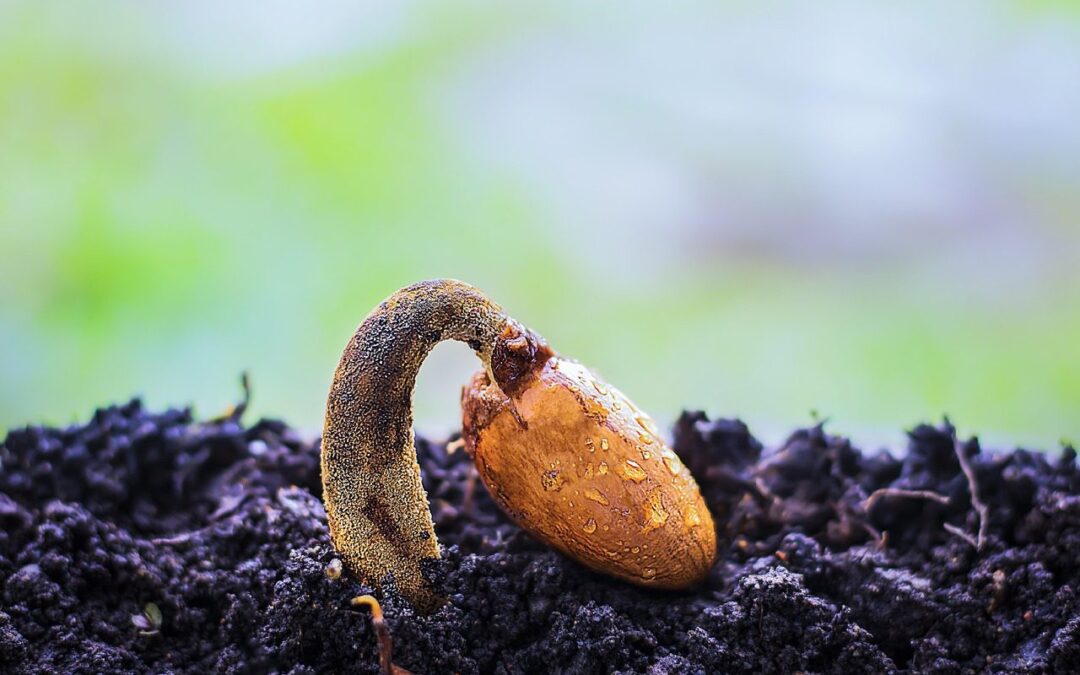Journeying with the Seed: Embracing Potential and Uniqueness